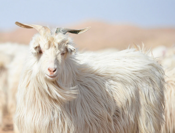 Capra Hircus goat - pure cashmere - Constance The Label